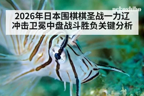 2026年日本围棋棋圣战一力辽冲击卫冕中盘战斗胜负关键分析